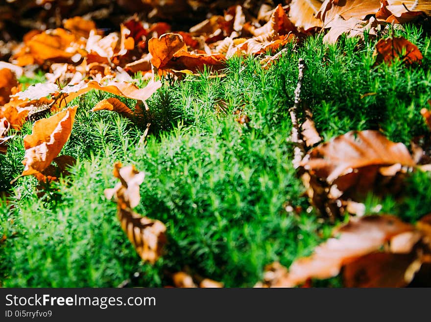 Blur, Close-up, Dried