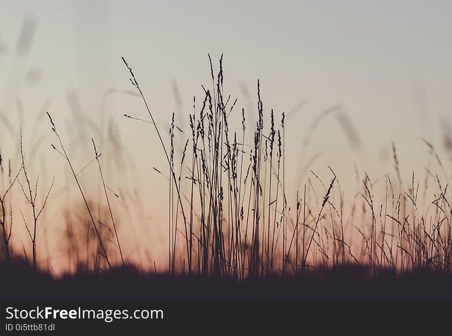 Sky, Morning, Grass, Grass Family