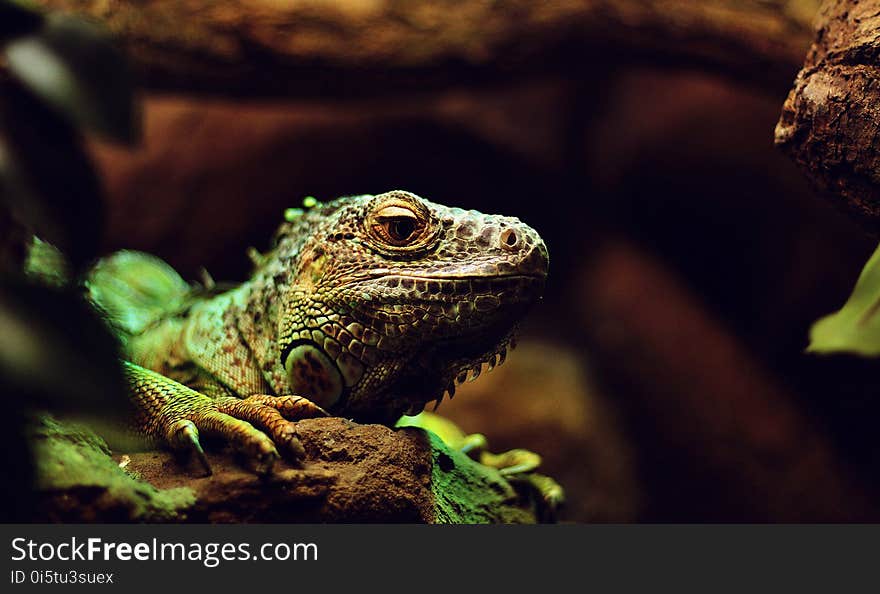 Reptile, Iguana, Fauna, Iguania