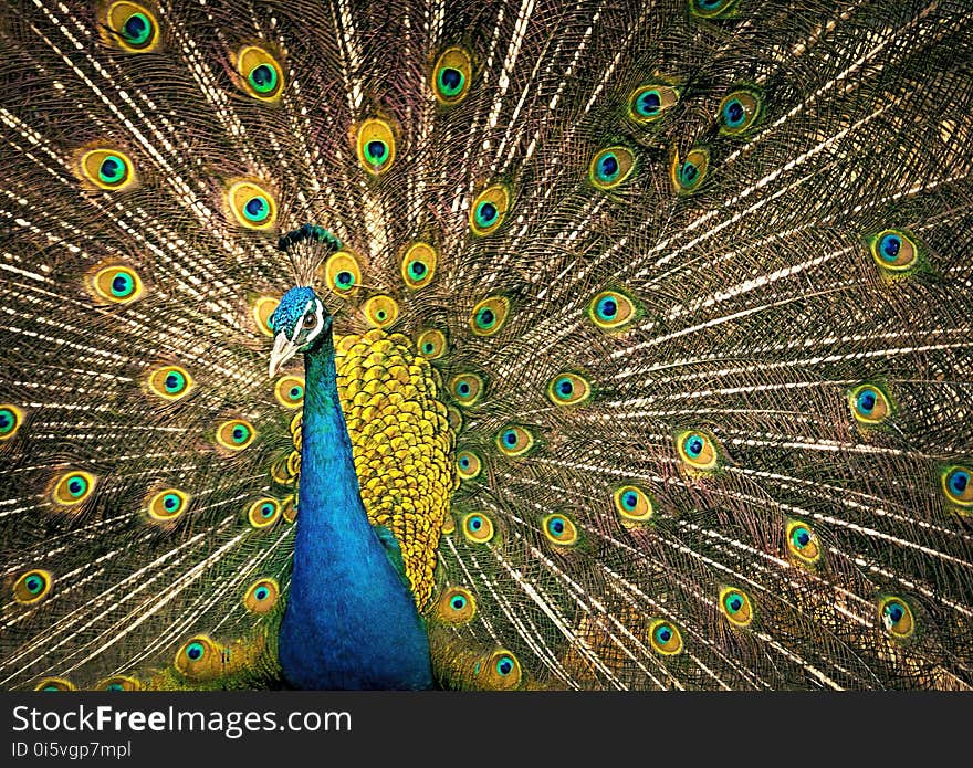 Peafowl, Vertebrate, Galliformes, Feather