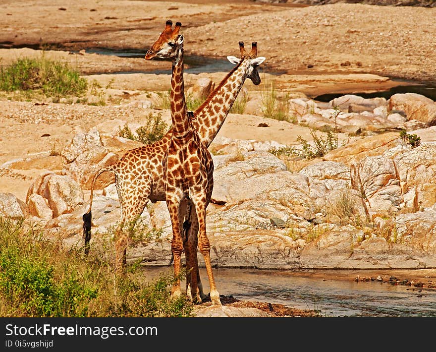 Giraffe, Wildlife, Terrestrial Animal, Fauna