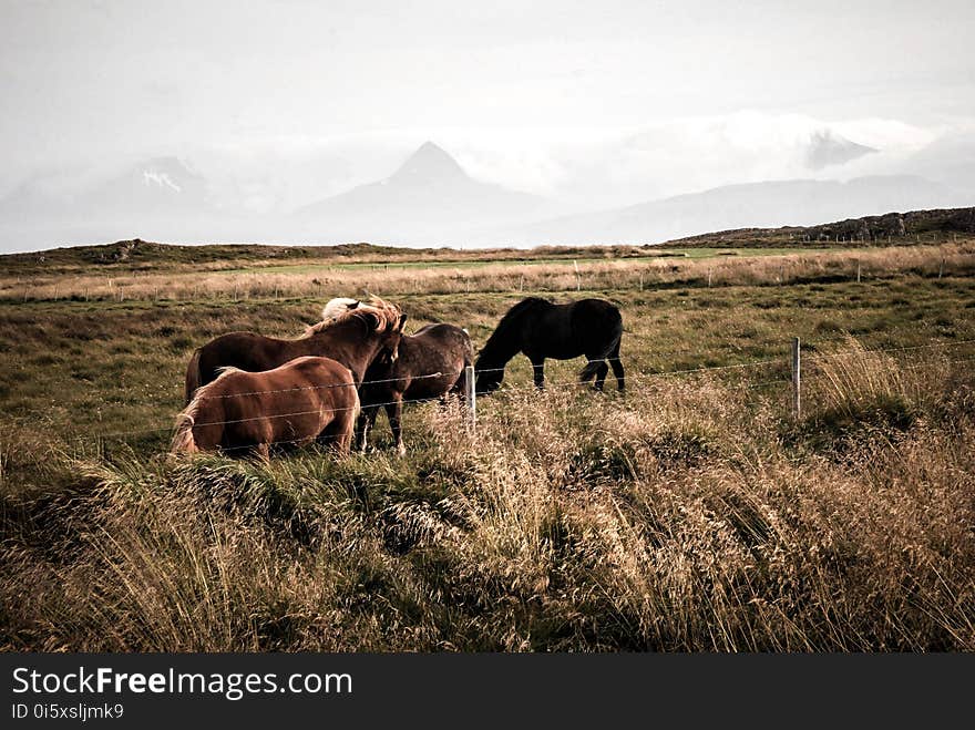 Animal, Cavalry, Countryside