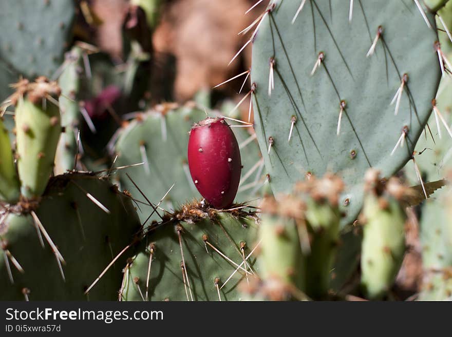 Hoping for more of these from the prickly pear so I can make jam again. Hoping for more of these from the prickly pear so I can make jam again.