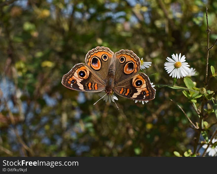 Butterfly, Moths And Butterflies, Insect, Brush Footed Butterfly