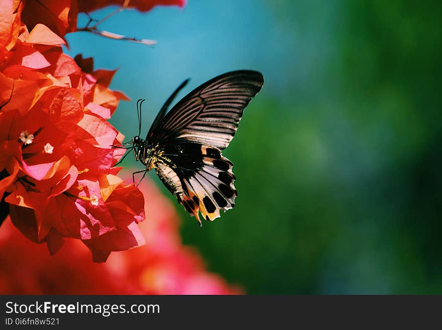 Butterfly, Moths And Butterflies, Insect, Nectar