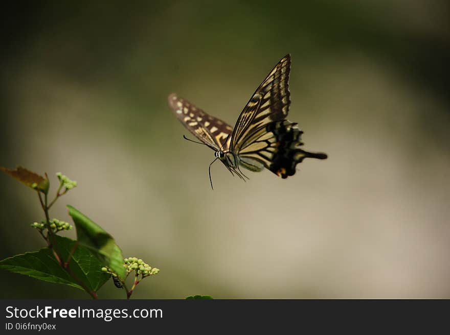 Butterfly, Moths And Butterflies, Insect, Invertebrate