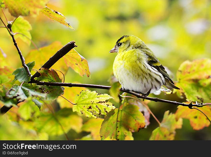 Bird, Yellow, Fauna, Beak