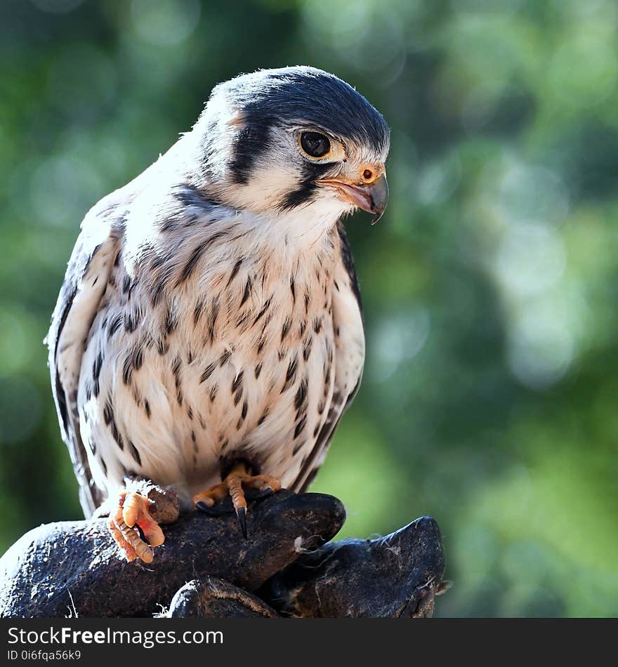 Bird, Falcon, Beak, Fauna