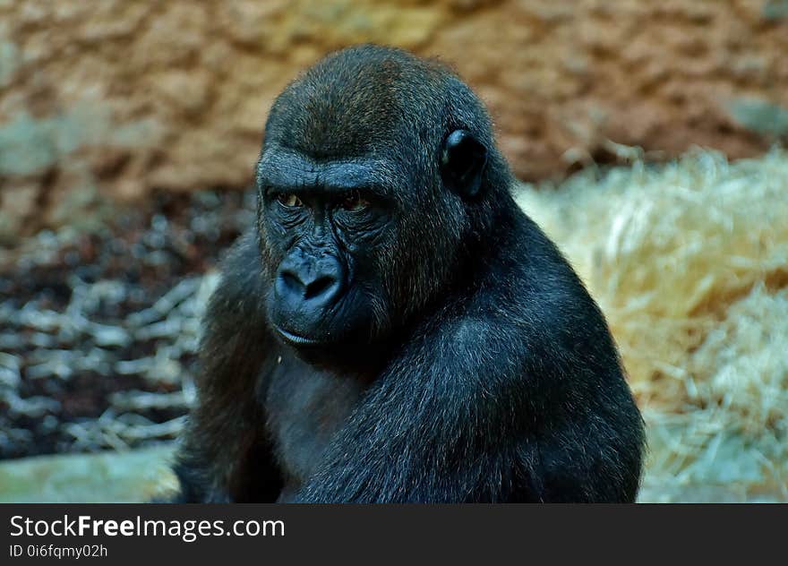 Great Ape, Western Gorilla, Mammal, Fauna