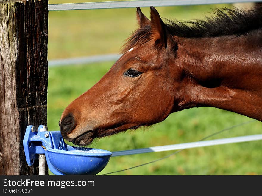 Horse, Halter, Bridle, Mane