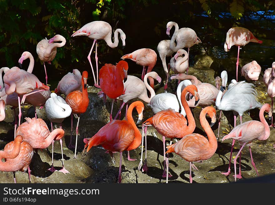 Flamingo, Bird, Water Bird, Beak