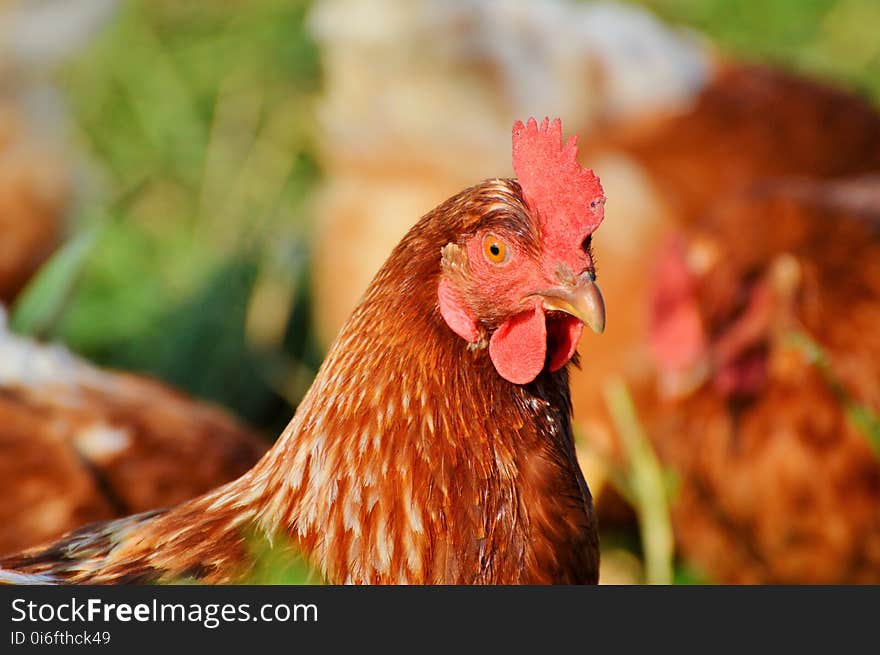 Chicken, Beak, Galliformes, Rooster