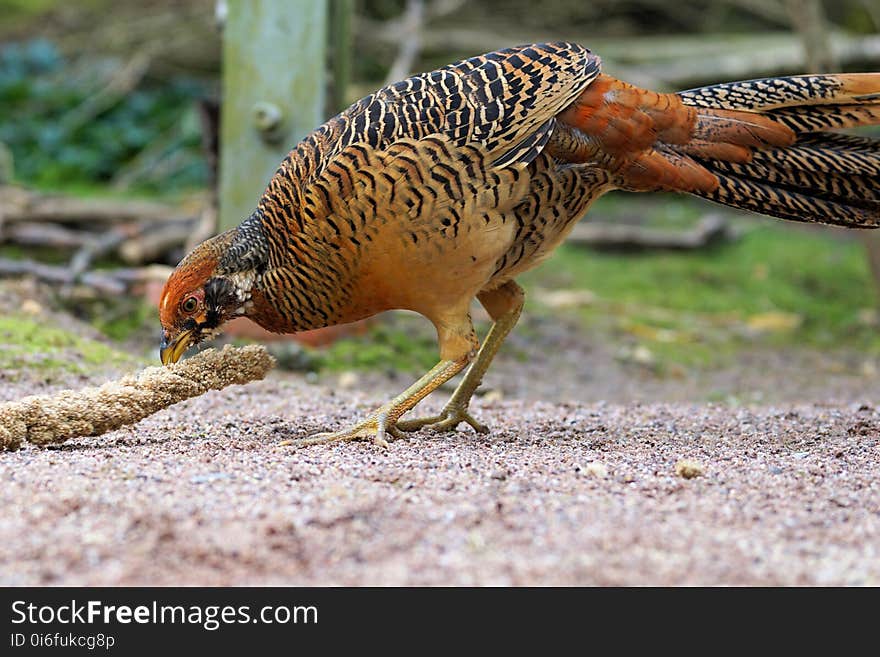 Bird, Galliformes, Beak, Fauna