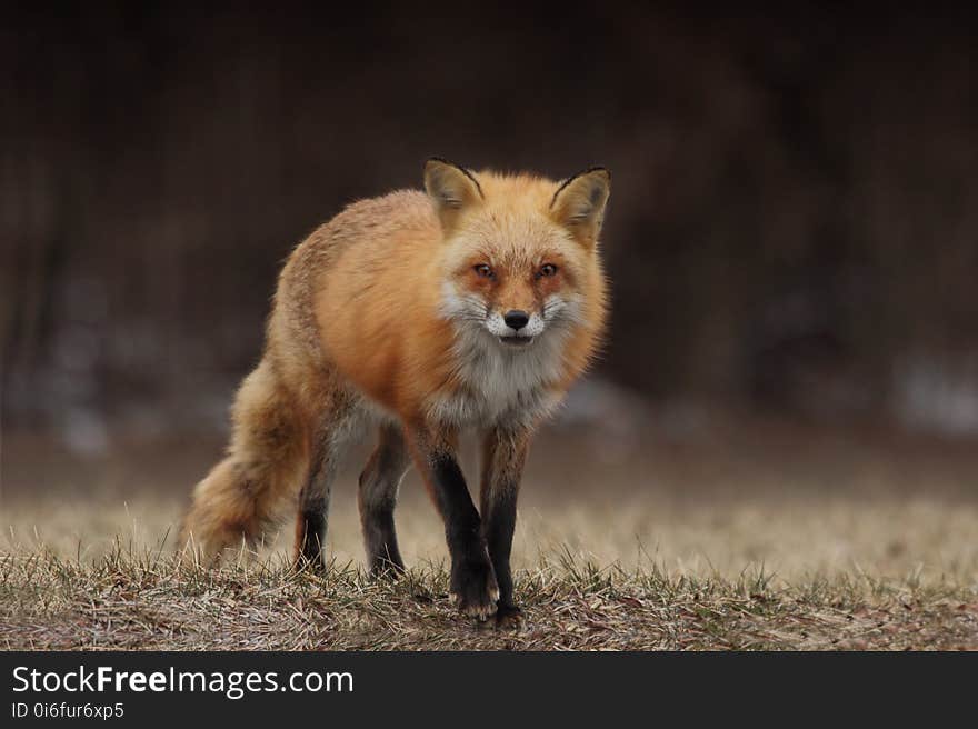 Fox, Red Fox, Wildlife, Mammal