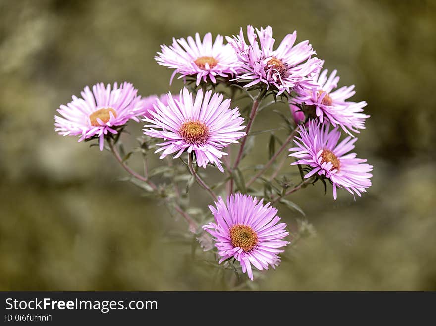 Flower, Plant, Flora, Aster