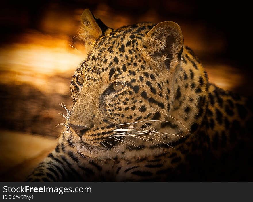 Leopard, Wildlife, Terrestrial Animal, Jaguar