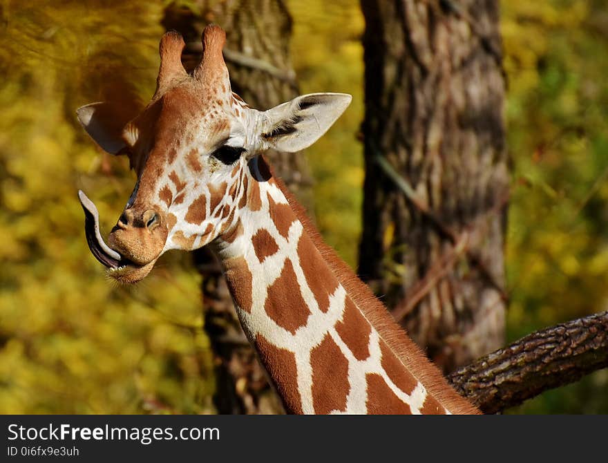 Giraffe, Wildlife, Terrestrial Animal, Giraffidae