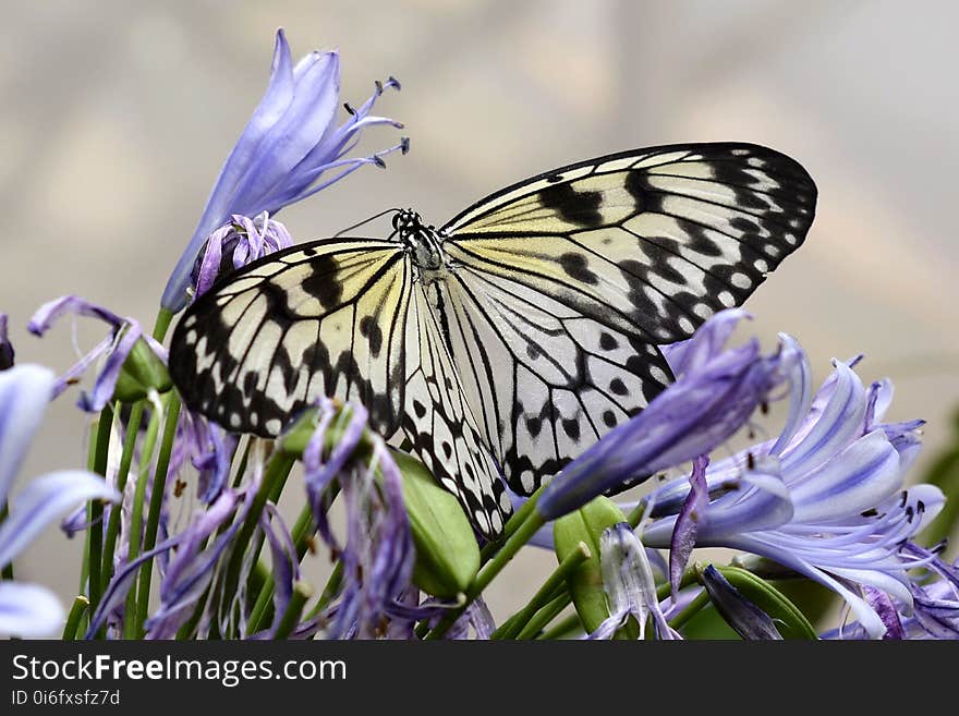 Butterfly, Moths And Butterflies, Insect, Brush Footed Butterfly