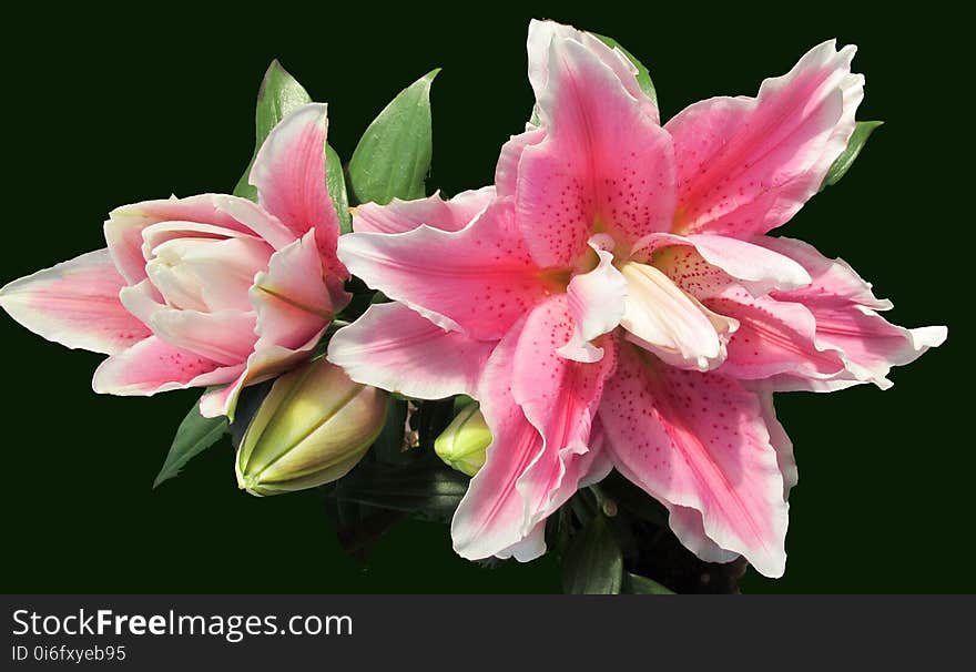 Flower, Flowering Plant, Plant, Lily