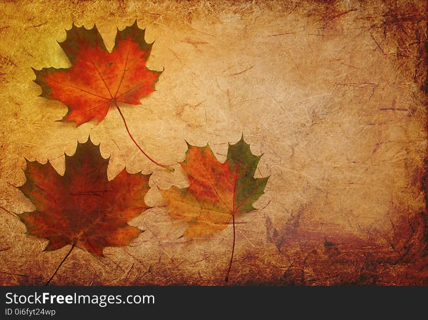 Leaf, Maple Leaf, Autumn, Texture