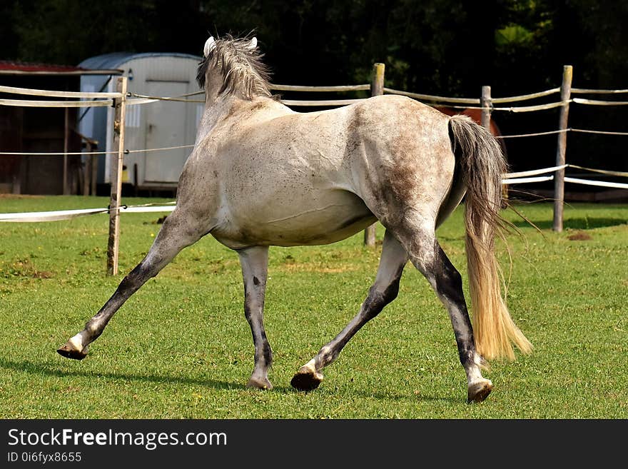 Horse, Mane, Mare, Pasture