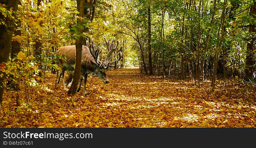 Woodland, Ecosystem, Wildlife, Forest