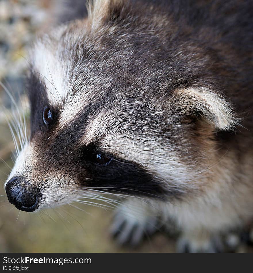 Fauna, Mammal, Raccoon, Wildlife