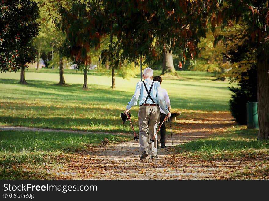 Nature, Path, Vertebrate, Tree