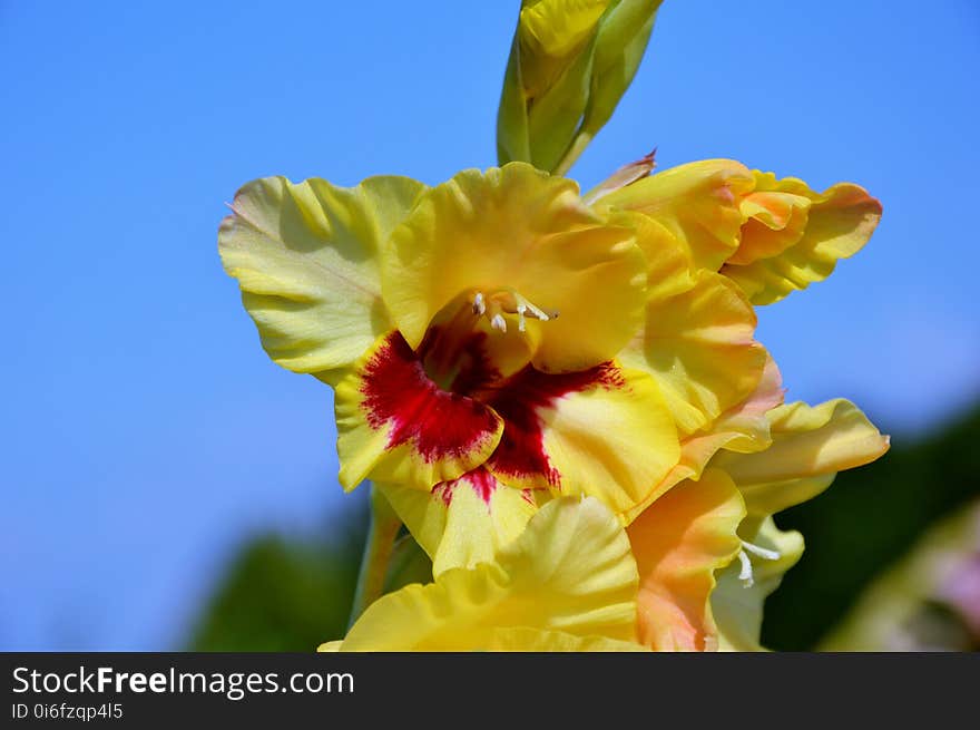 Flower, Flowering Plant, Yellow, Plant