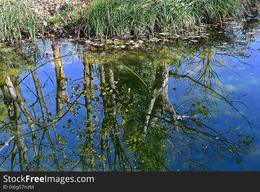 Reflection, Water, Vegetation, Wetland