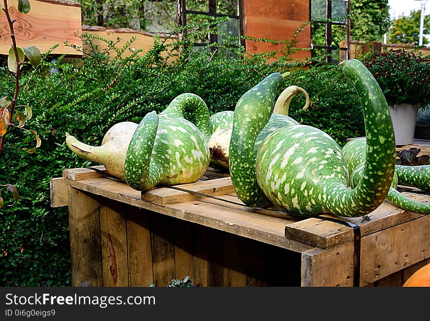 Vegetable, Plant, Produce, Cucumber Gourd And Melon Family