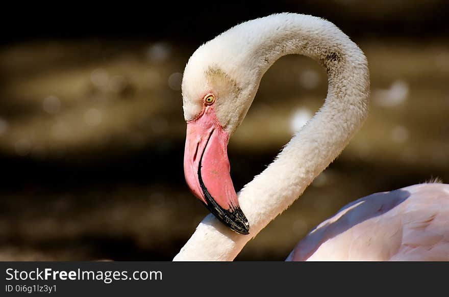 Flamingo, Water Bird, Bird, Beak