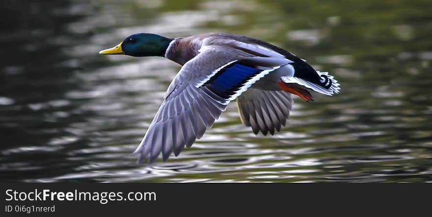 Bird, Duck, Mallard, Water