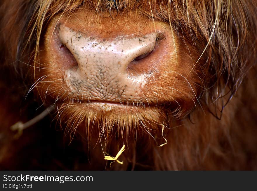 Nose, Facial Hair, Close Up, Snout