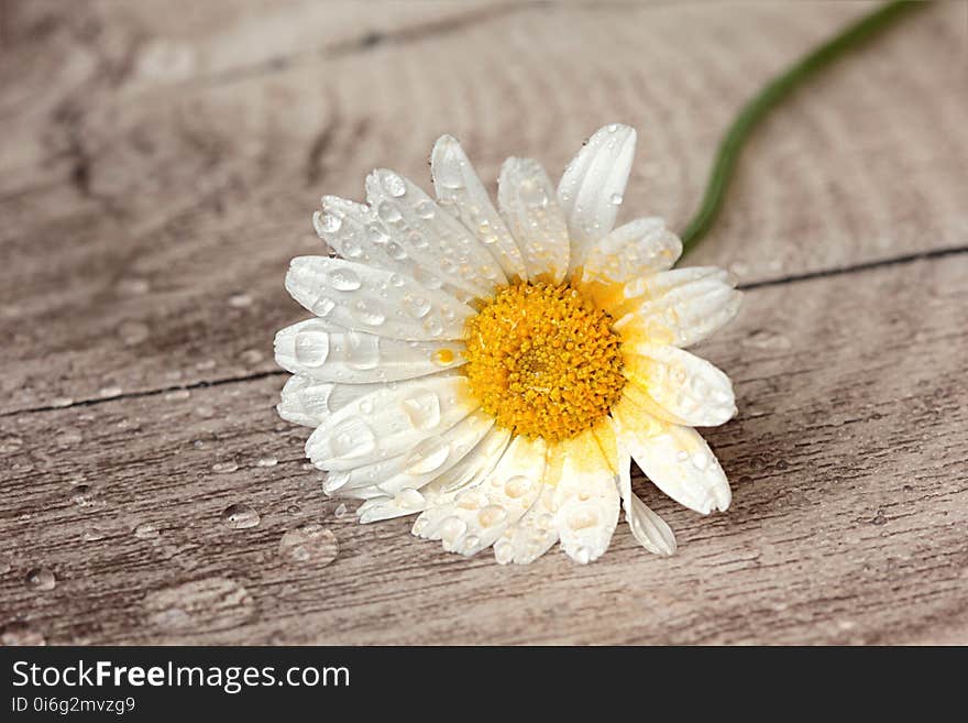 Flower, Oxeye Daisy, Flora, Daisy