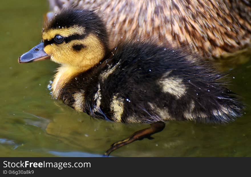 Bird, Duck, Ducks Geese And Swans, Water Bird