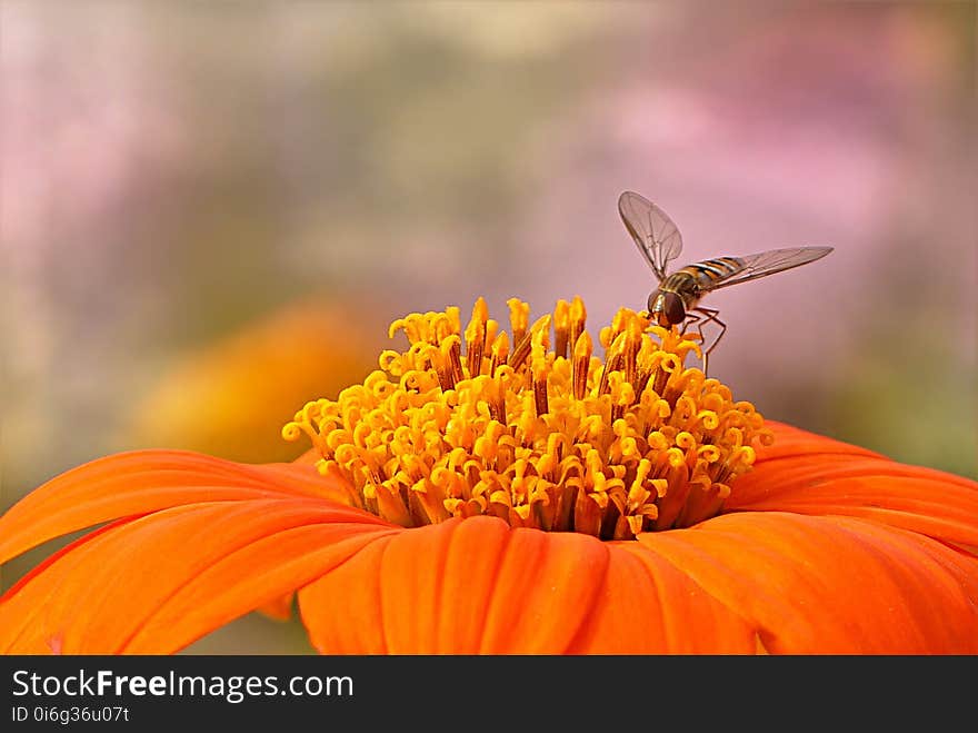 Flower, Nectar, Pollen, Macro Photography