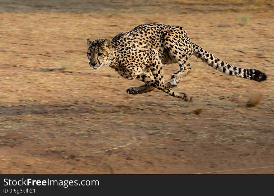 Cheetah, Terrestrial Animal, Wildlife, Mammal