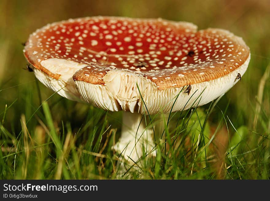 Mushroom, Fungus, Agaric, Edible Mushroom