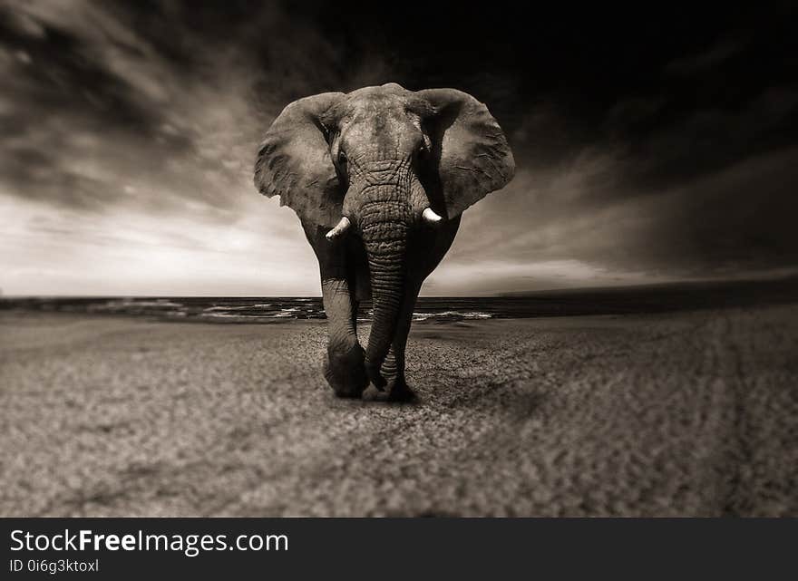 Elephants And Mammoths, Elephant, Black And White, Mammal