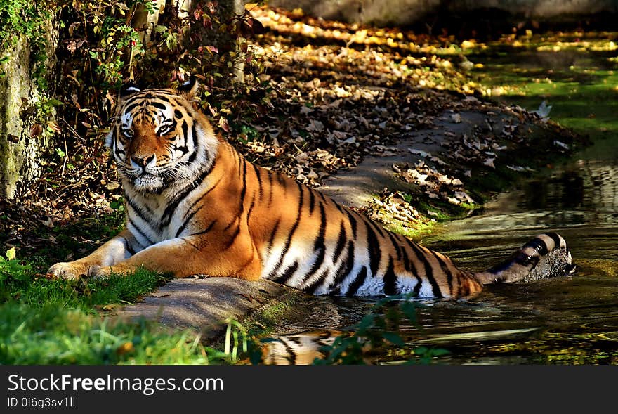 Tiger, Wildlife, Mammal, Wilderness