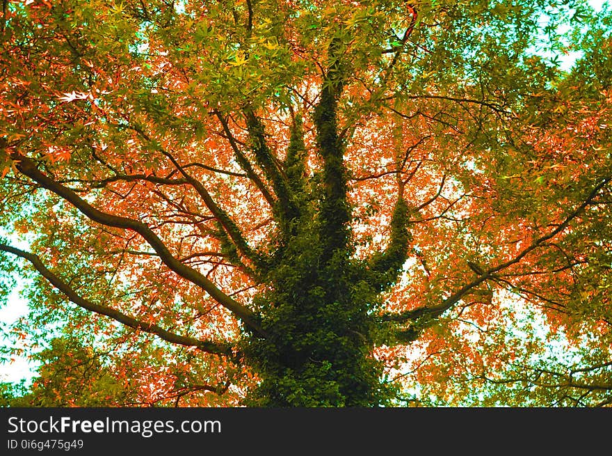 Tree, Nature, Leaf, Autumn