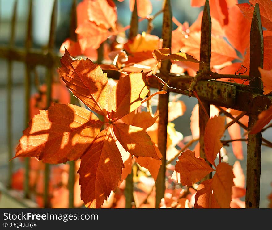 Leaf, Autumn, Flora, Plant