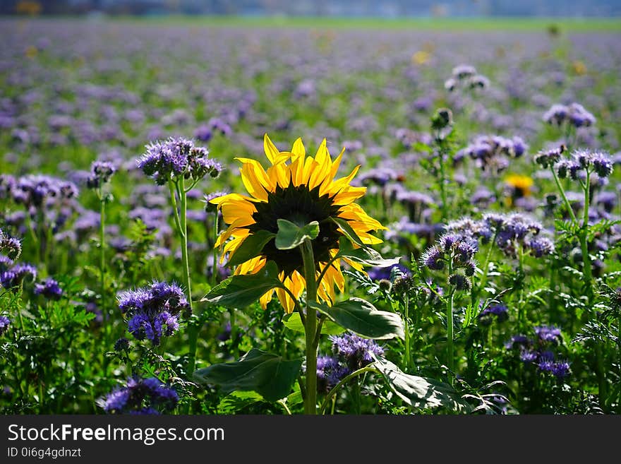 Flower, Wildflower, Plant, Flora