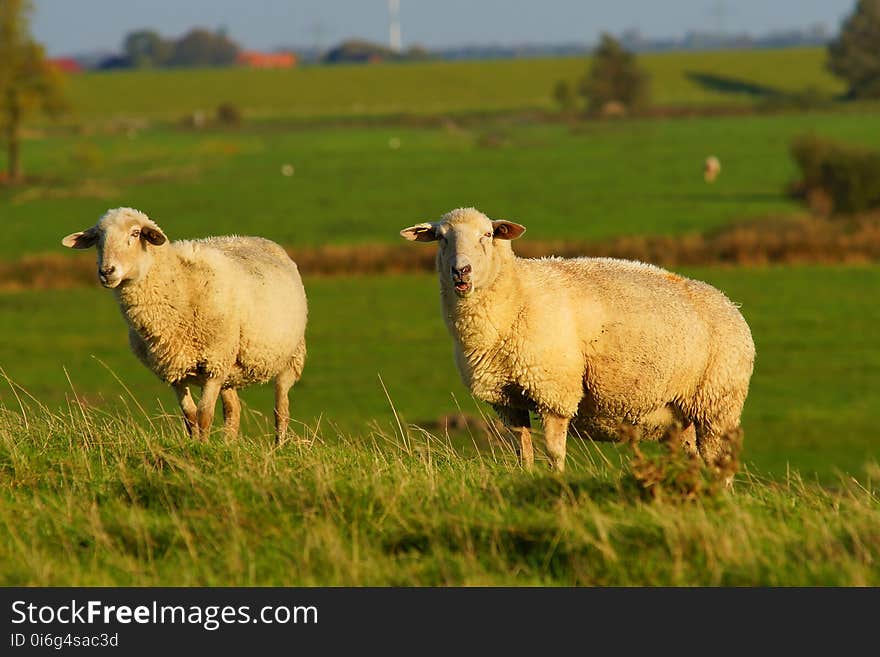 Grassland, Pasture, Sheep, Grazing