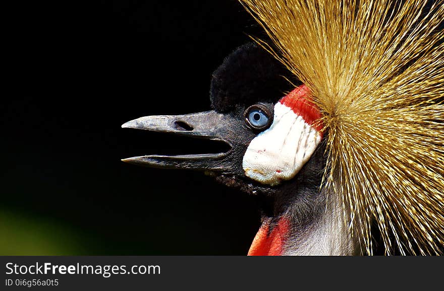 Beak, Fauna, Bird, Close Up