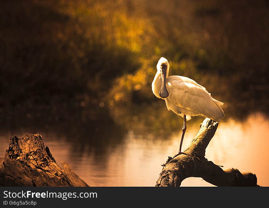 Beak, Fauna, Bird, Wildlife