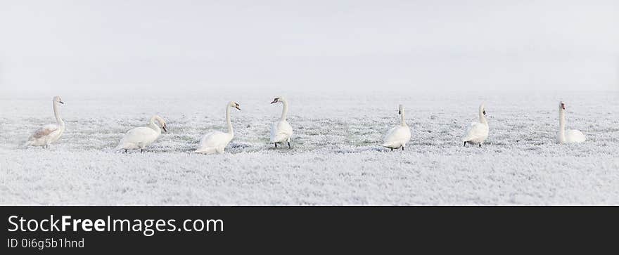 Bird, Water Bird, Freezing, Snow