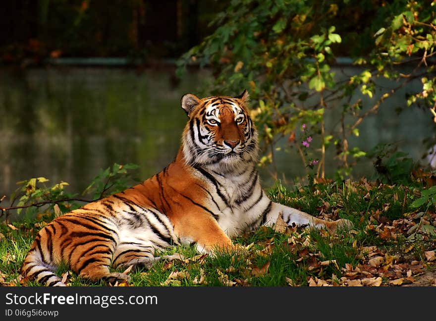 Tiger, Wildlife, Mammal, Terrestrial Animal