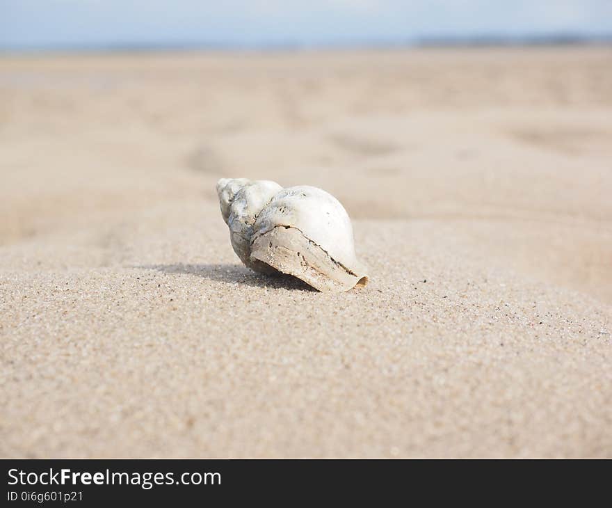 Seashell, Sand, Ecoregion, Body Jewelry